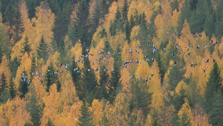 Valkoposkihanhien muutto huipentuu yleensä ruska-aikaan. Kuvassa muuttava valkoposkihanhiparvi Ilomantsin Iljanvaarassa 7.10.2025. Kuva: Jari Kontiokorpi / Pohjois-Karjalan ELY-keskus.