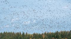 Valkoposkihanhia Rääkkylän Oravilahdella 8.10.2025. Kuva: Jari Kontiokorpi / Pohjois-Karjalan ELY-keskus.