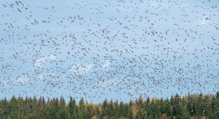 Valkoposkihanhia Rääkkylän Oravilahdella 8.10.2025. Kuva: Jari Kontiokorpi / Pohjois-Karjalan ELY-keskus.