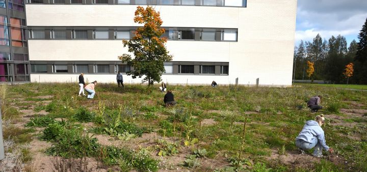 Ylöjärveläiset nuoret pääsivät perustamaan koulun pihalle niittyä muutama vuosi sitten Villi vyöhyke ry:n hankkeessa, joka sai avustusta Keski-Suomen ELY-keskuksesta. Myös vuoden 2025 avustushaussa etsitään rahoitettavaksi hankkeita, joissa lapset ja nuoret pääsevät toimimaan luonnon puolesta. Kuva: Jere Nieminen, Villi vyöhyke ry