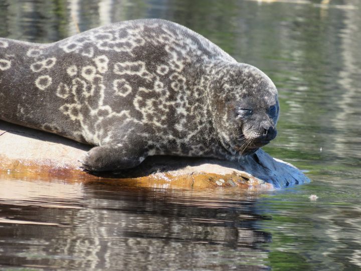 Saimaannorppa lekottelee kivellä auringossa.