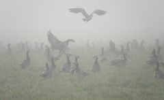 Myös aamusumut ovat hidastaneet muuttoa. Kuvassa valkoposkihanhia Rääkkylän Kylmäpohjassa 30.9.2025. Kuva: Jari Kontiokorpi / Pohjois-Karjalan ELY-keskus.