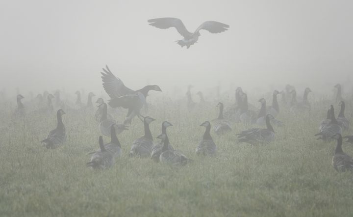 Myös aamusumut ovat hidastaneet muuttoa. Kuvassa valkoposkihanhia Rääkkylän Kylmäpohjassa 30.9.2025. Kuva: Jari Kontiokorpi / Pohjois-Karjalan ELY-keskus.