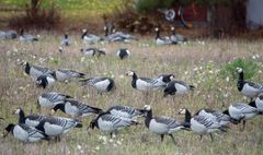 Valkoposkihanhia Liperissä 22.10.2024. Loppusyksystä monet valkoposkihanhet hakeutuvat pihojen liepeille turvaan petoeläimiltä. Kuva: Jari Kontiokorpi / Pohjois-Karjalan ELY-keskus.