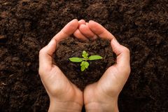 Två händer kupade runt en liten grön planta i jord.