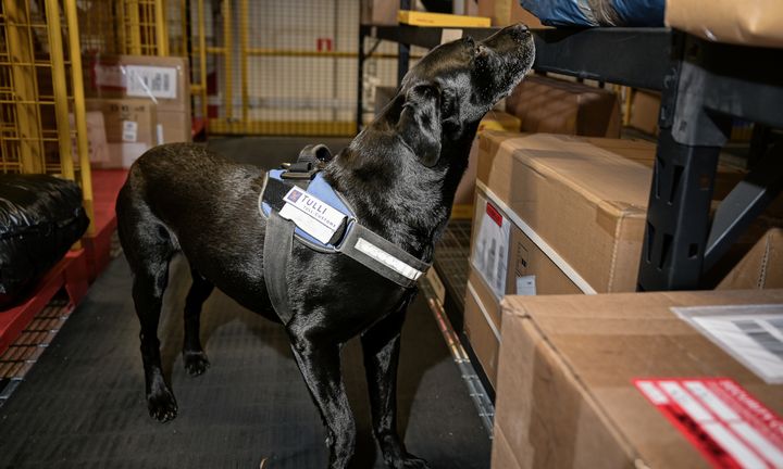 Myndigheterna har inte möjlighet att kontrollera varje paket och säkerställa produktsäkerheten. På bilden syns tullhunden Hessu som hjälp vid övervakningen.
