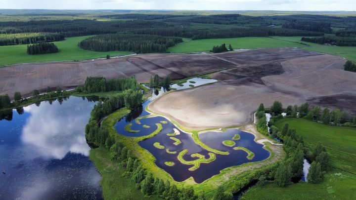 Toivonlammen kosteikko vuosi perustamisen jälkeen 12.6.2024.