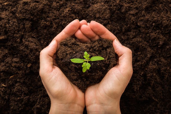 Kädet pitelevät pientä taimikasvia mullassa.