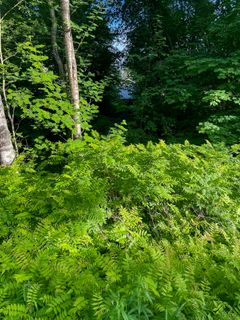 Rönnspirea