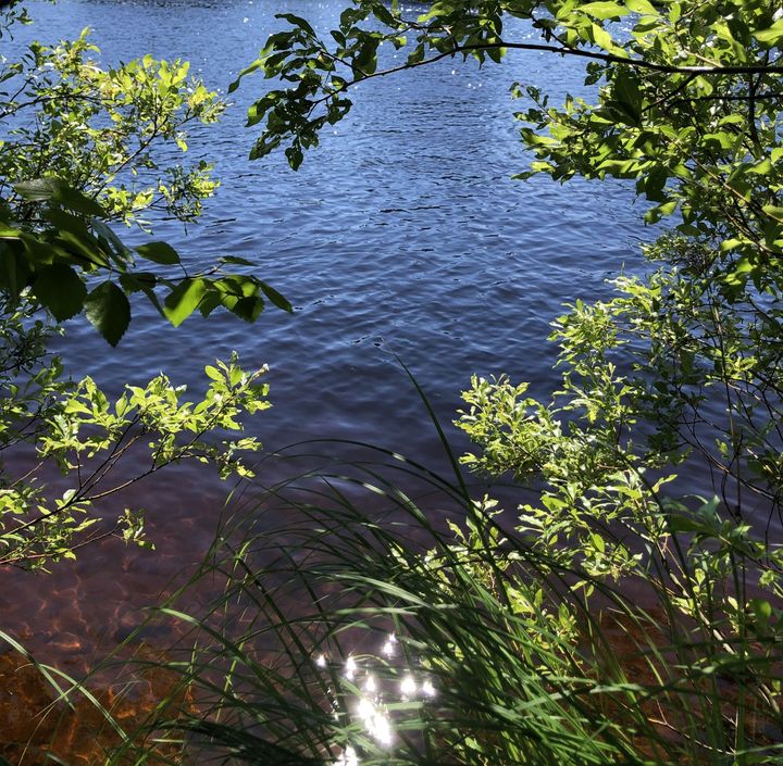 Kuva vedestä, jonka ympärillä on vihreitä kasveja ja pensaita.