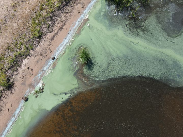 Blågröna alger vid strandkanten.