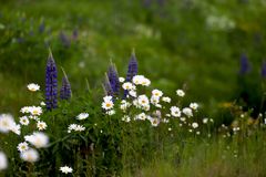 INSPIRE-projektet utreder om tiden för att utrota en främmande art kan förkortas genom att återställa livsmiljön som arten tagit över. Foto: NTM-centralen i Södra Österbotten, Paula Hakala.