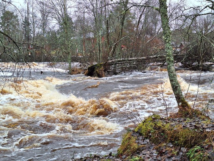Vattensituationen i Lappfjärds å i Perus 27.11.2024.