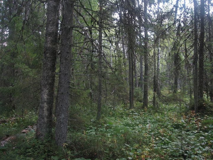 Metsäteemainen kuvituskuva, eri-ikäisiä havupuita ja matalampaa kasvillisuutta. Kuvan metsä ei liity lausunnossa käsiteltävään metsään.