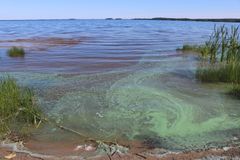 Rannasta päin kuvattu järvimaisema, jossa nähtävillä veden pinnalla sinilevää.