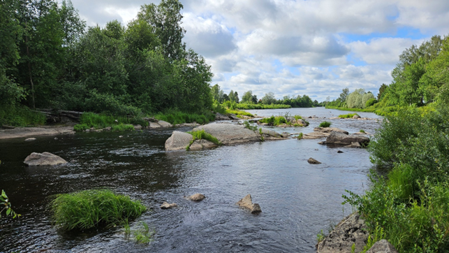 Kesäinen jokimaisema. Joen keskellä muutamia kiviä. Joen rannoilla kasvaa tiivis kasvillisuus.