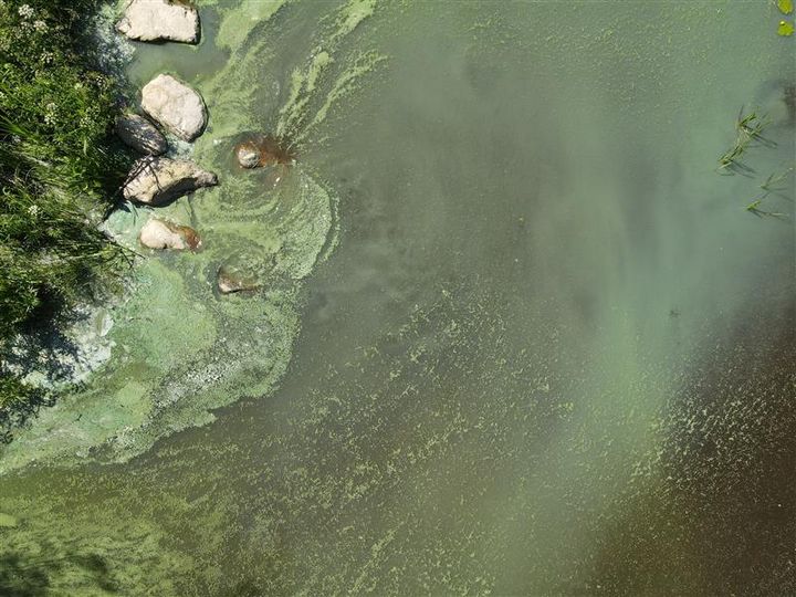 Veden pinnalla on sinilevää.