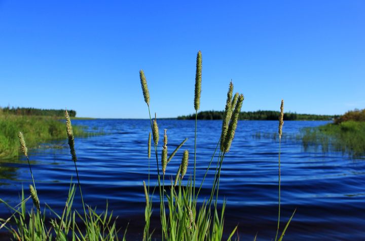Sininen taivas, sinistä vettä. Etualalla heinänkorsia.