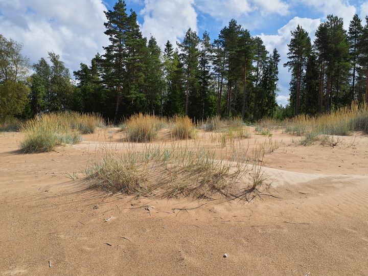 Sanddyner. Foto: NTM-centralen i Södra Österbotten.