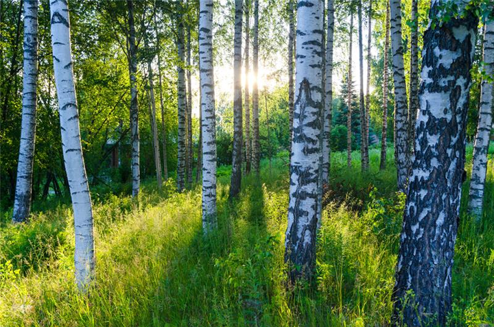 Kuvituskuva. Koivunrunkoja, vihreää heinikkoa ja auringonsäteitä näkyy koivujen takaa.