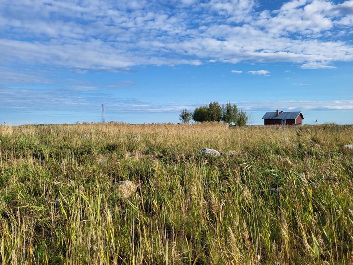 Rannikkopeltomaisema. Taivas on sininen ja taivaanrajassa on pieni punainen mökki.