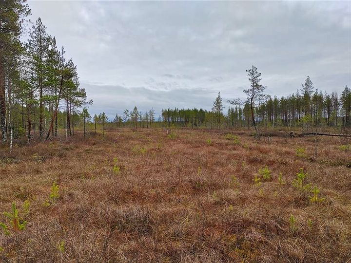 Valokuva suoalueelta.