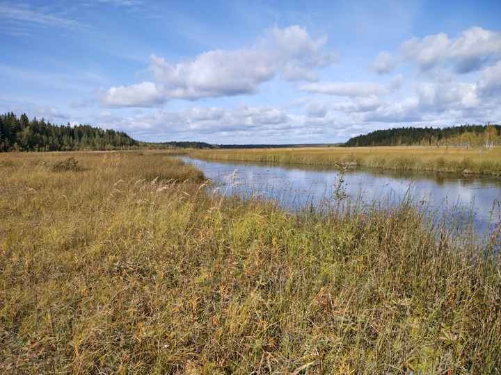 Kesäinen kuva, jossa Kirkko-Surnuin järvi näkyy heinäisen rannan takana