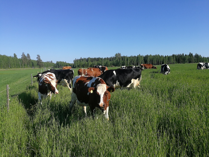 Erivärisiä lehmiä laitumella.