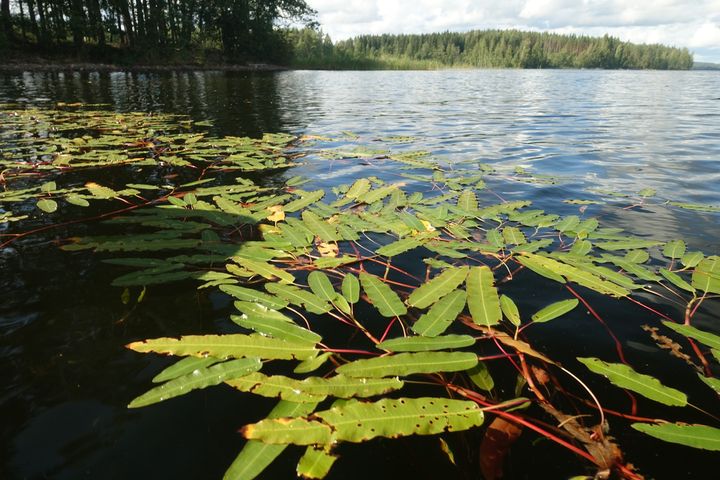 Kuva Saimaan Luonterilta, etualalla kasvaa vesitatarta ja taustalla puita. Vesikasvin lehdet ovat vihreitä ja niissä on punaiset varret. Vesi on tummaa ja tyyni. Taustalla olevat puut ovat korkeita ja vihreitä. Taivas on sininen ja siinä on joitakin pilviä.