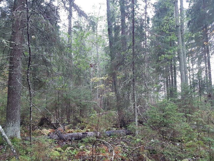 Metso-ohjelmalla suojeltua metsää Etelä-Savossa Mikkelissä.