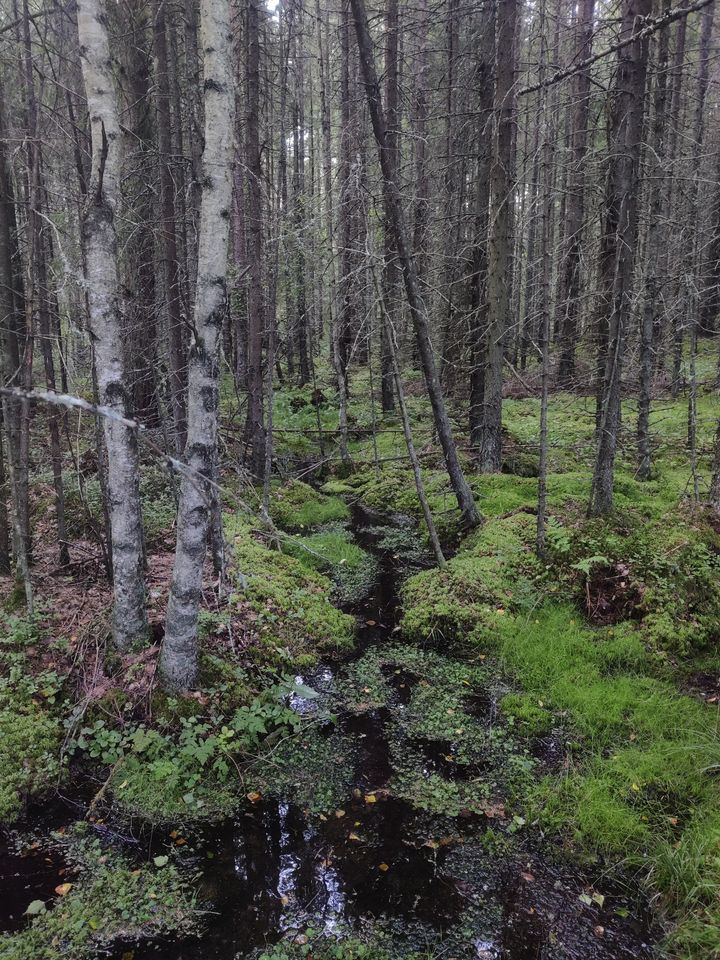 Kuvassa on luonnontilainen noro, eli useimmiten kausittain kuivuva pieni virtavesi, jota ympäröi osin luonnontilainen lähdekorpi. Alueelle perustettiin yksityinen luonnonsuojelualue 2023. Kohteelle ei tarvittu ennallistamistoimia.