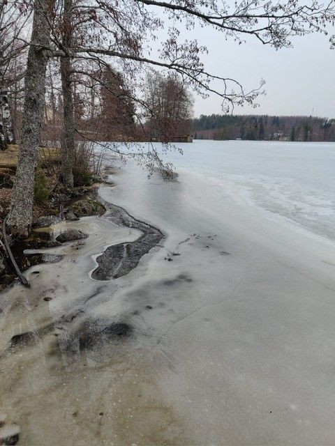 Pyhävedellä ranta alkaa olla sula. Vasemmalla rantaa ja mäntyjä, oikealla järven jäätä