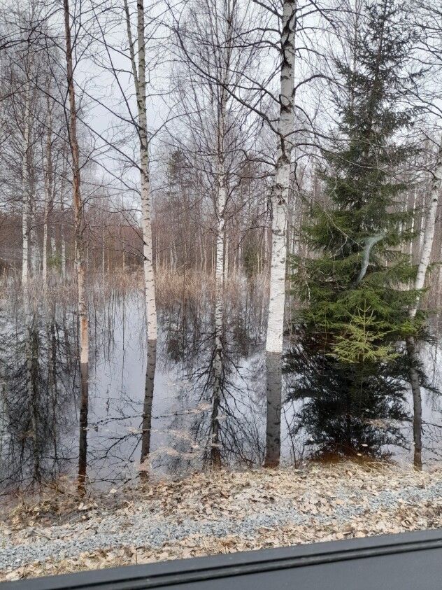 Pystykuva koivuista ja männystä, joiden kasvualue on tulvaveden alla