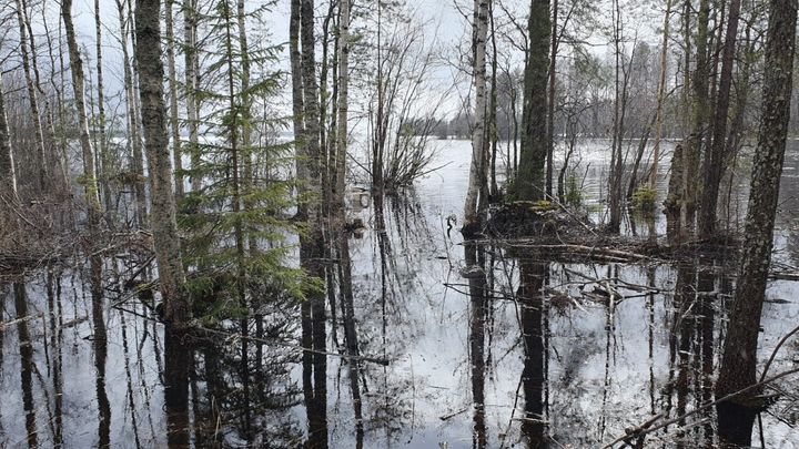 Kyyvedellä otettu kuva, jossa rannalla olevat metsän puut ovat jääneet tulvaveden alle