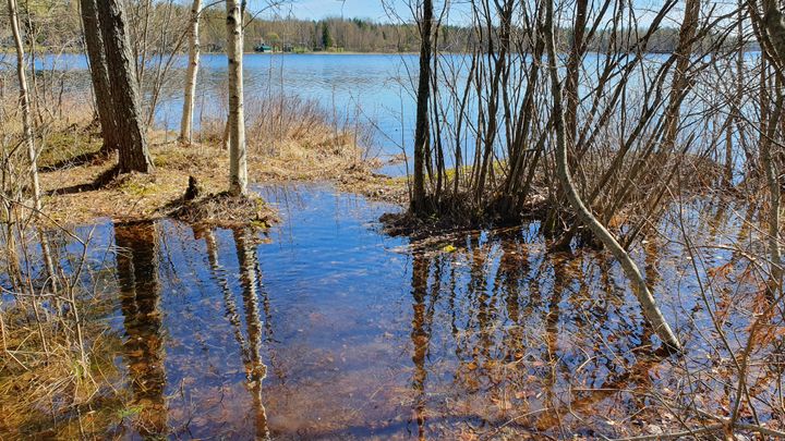 Saimaan rannalla olevan metsän puita on jäänyt veden alle