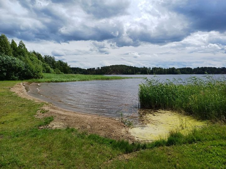 Siitepölyä kerääntyneenä lähelle rantaa niin, että keltainen kertymä näyttää levältä. Suomalainen järvimaisema, puolipilvinen taivas