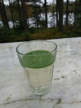 Vesilasin pinnalle on noussut vihertävä kerros. Lasitestin avulla voi testata, onko kyse sinilevästä. Seisottaessa vettä noin tunnin ajan lasissa, nousee sinilevä usein vihertävinä hiukkasina veden pinnalle kaasurakkuloidensa avulla. Tätä sanotaan levän keijumiseksi vedessä. Kuva on arkistokuva.