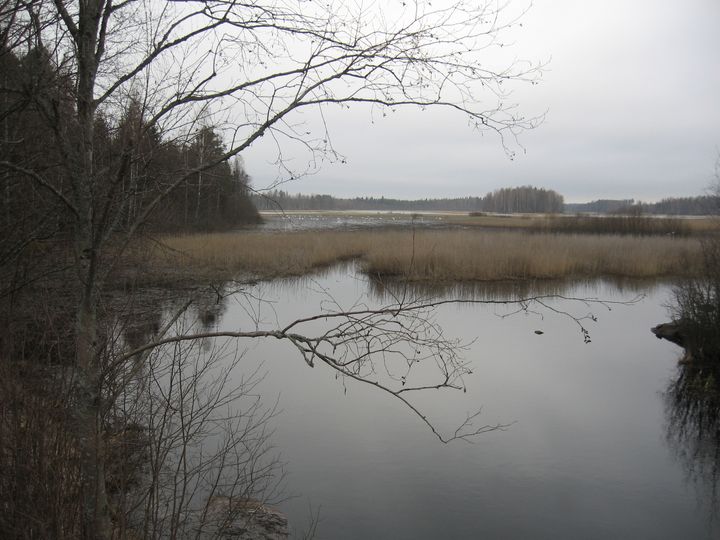 Rauhallinen luontomaisema, jossa Pukkiselän järven pinta heijastaa ympäröivää maisemaa. Veden reunalla on kuivuneita kaisloja tai ruohoja. Taustalla näkyy pilvinen taivas ja kaukainen puulinja. Kuvassa ei ole näkyvissä eläimiä tai ihmistoimintaa, mikä antaa maisemalle rauhallisen ja häiriöttömän tunnelman.