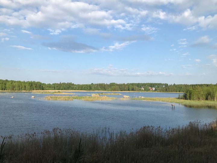 Suurehko määrä lokkeja lentelee vesistön yllä Leppäselällä. Taivas on sininen, pieniä pilviä. Taustalla puustoa. Kuvasta voi nähdä härkälinnun ja ruskosuohaukan.