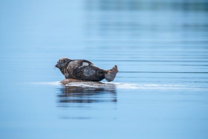 Saimaannorppa keskellä kuvaa, pienen kiven päällä makailemassa. Sininen järvi ympärillä