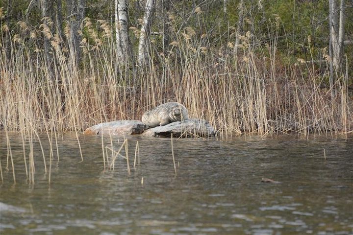 Saimaannorppa kivellä, järven takana. Taustalla harvahkoa heinikkoa