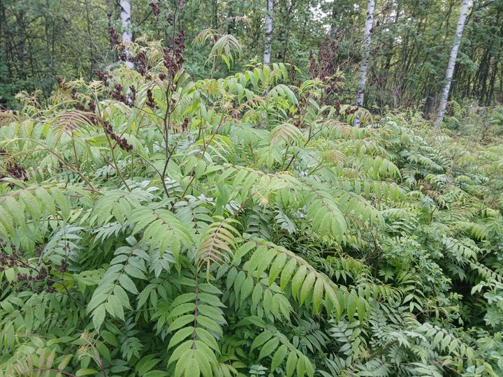 Viitapihlaja-angervo metsäisessä ympäristössä