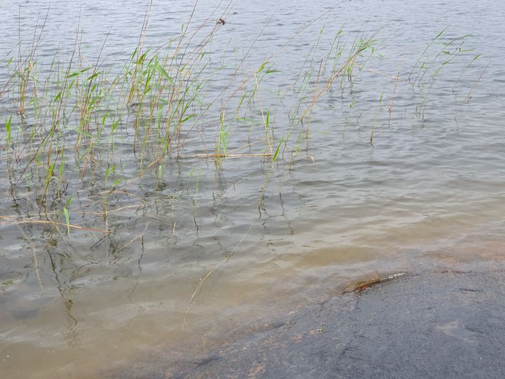 Saimaan rannalla ei ollut sinilevää havaittavissa.