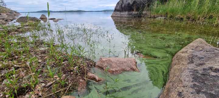Etualalla sammalenvihreää levää järvessä. Punertavia kiviä, vähän vesikasvillisuutta, taustalla järven ulappa