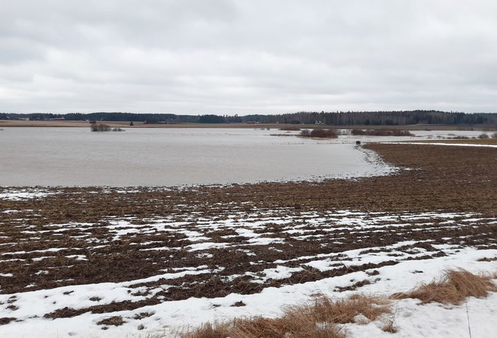 Tulviva Loimijoki.