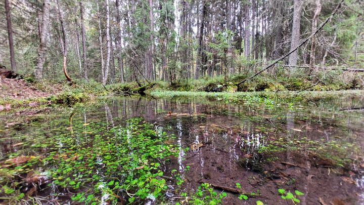 Someronlähteet, Janakkala. Kuva: Eeva Pudas