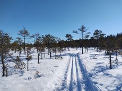 Hiitolatu talvisessa suomaisemaisemassa.