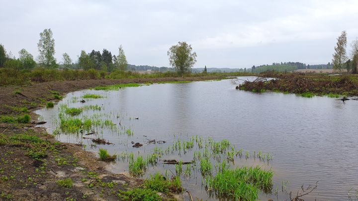 Luhtikylän kosteikko, kuvituskuva.