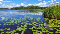 Kesäinen järvi jossa lumpeita.