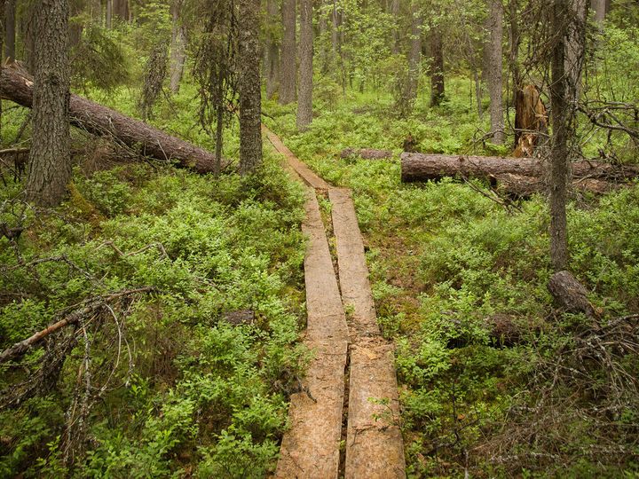 Kuvituskuva: Metsämaisema Kanta-Hämeestä.